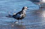 White-winged black tern. Adult gaining breeding plumage. Manawatu River estuary, April 2021. Image © Imogen Warren by Imogen Warren.