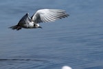 White-winged black tern. Non-breeding adult in flight. Lake Horowhenua, August 2013. Image © Lena Berger by Lena Berger.