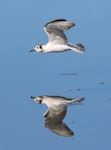 White-winged black tern. Non-breeding plumage (in flight). Tolderol Game Reserve, South Australia, February 2018. Image © John Fennell by John Fennell.