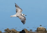 White-winged black tern. Non-breeding plumage (in flight). Tolderol Game Reserve, South Australia, February 2018. Image © John Fennell by John Fennell.