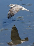 White-winged black tern. Non-breeding plumage (in flight). Tolderol Game Reserve, South Australia, February 2018. Image © John Fennell by John Fennell.