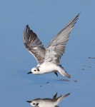 White-winged black tern. Non-breeding plumage (in flight). Tolderol Game Reserve, South Australia, February 2018. Image © John Fennell by John Fennell.