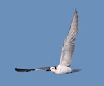 White-winged black tern. Non-breeding plumage (in flight). Tolderol Game Reserve, South Australia, February 2018. Image © John Fennell by John Fennell.