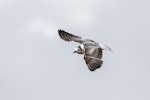 White-winged black tern. Immature in flight showing dorsal wing aspect. Waituna Wetlands Scientific Reserve, February 2022. Image © Glenda Rees by Glenda Rees.