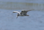 White-winged black tern. Adult moulting into breeding plumage. Miranda stilt ponds, April 2023. Image © Alan Tennyson by Alan Tennyson.