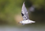 White-winged black tern. Adult with partial breeding plumage. Lower Motueka River, October 2020. Image © Rob Lynch by Rob Lynch.