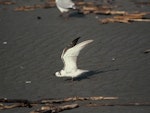 White-winged black tern. Immature stretching. Waikanae River estuary, February 1995. Image © Alan Tennyson by Alan Tennyson.