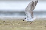 White-winged black tern. Immature in wing stretch showing ventral aspect. Waituna Wetlands Scientific Reserve, February 2022. Image © Glenda Rees by Glenda Rees.