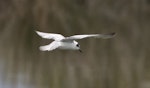 White-winged black tern. Non-breeding adult flying. Nelson sewage ponds, July 2015. Image © Rebecca Bowater by Rebecca Bowater FPSNZ AFIAP.