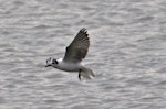 White-winged black tern. Non-breeding adult flying. Nelson sewage ponds, July 2015. Image © Rebecca Bowater by Rebecca Bowater FPSNZ AFIAP.