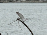 White-winged black tern. Immature in flight. Manawatu River estuary, December 2012. Image © Alan Tennyson by Alan Tennyson.