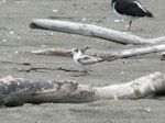 White-winged black tern. Immature. Manawatu River estuary, December 2012. Image © Alan Tennyson by Alan Tennyson.