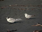 White-winged black tern. Immature (right), with juvenile white-fronted tern. Waikanae River estuary, February 1995. Image © Alan Tennyson by Alan Tennyson.