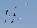 White-winged black tern. Birds in varied plumage stages in flight. Western Treatment Plant, Werribee, Victoria, Australia, April 2011. Image © Sonja Ross by Sonja Ross.