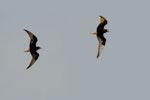 White-winged black tern. Adults in flight, breeding plumage. Apajpuszta, Hungary, June 2013. Image © Tamas Zeke by Tamas Zeke.