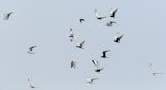 White-winged black tern. Flock in flight, with birds in breeding and non-breeding plumage. Pallikaranai Marsh, City of Chennai, Tamil Nadu State, India, April 2015. Image © Mymoon Moghul by Mymoon Moghul.