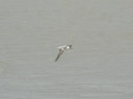 White-winged black tern. Immature in flight. Manawatu River estuary, January 2013. Image © Alan Tennyson by Alan Tennyson.