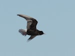 White-winged black tern. Breeding plumage adult in flight. Lower Wairau, May 2012. Image © Will Parsons by Will Parsons.