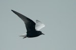 White-winged black tern. Adult in near complete breeding plumage, in flight. Maketu estuary, April 2015. Image © Andrew Thomas by Andrew Thomas.