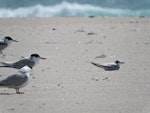 White-winged black tern. Immature (on right) with white-fronted terns. Te Arai, Northland, March 2015. Image © Susan Steedman by Susan Steedman.