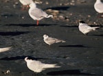 White-winged black tern. Adult in non-breeding plumage, with red-billed gulls and white-fronted terns. Waikanae River estuary, March 1994. Image © Alan Tennyson by Alan Tennyson.