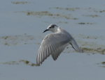 Whiskered tern. Immature. Miranda stilt ponds, April 2023. Image © Alan Tennyson by Alan Tennyson.