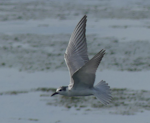 Whiskered tern. Immature. Miranda stilt ponds, April 2023. Image © Alan Tennyson by Alan Tennyson.