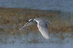 Whiskered tern. Immature. Miranda stilt ponds, April 2023. Image © Alan Tennyson by Alan Tennyson.