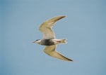 Whiskered tern. Adult in alarm flight. Debrecen, July 2014. Image © Tamas Zeke by Tamas Zeke.