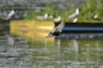 Whiskered tern. Adult in breeding plumage in flight. Bas Rebourseaux, France, June 2016. Image © Cyril Vathelet by Cyril Vathelet.