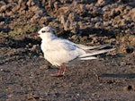 Whiskered tern. Adult non-breeding plumage. Kakadu National Park, Northern Territory, Australia, September 2015. Image © Duncan Watson by Duncan Watson.