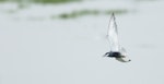 Whiskered tern. Adult in breeding plumage, in flight. Pallikaranai Marsh, City of Chennai, Tamil Nadu State, India, March 2015. Image © Mymoon Moghul by Mymoon Moghul.