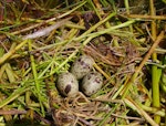 Whiskered tern. Nest and eggs. Debrecen, May 2016. Image © Tamas Zeke by Tamas Zeke.