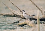 Whiskered tern. Fledged juvenile. Debrecen, August 2014. Image © Tamas Zeke by Tamas Zeke.