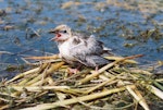 Whiskered tern. Chick sitting on nest calling for food. Debrecen, January 2015. Image © Tamas Zeke by Gabor Zeke.