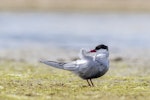 Whiskered tern. Adult in breeding plumage preening. Waituna Wetlands Scientific Reserve, February 2022. Image © Glenda Rees by Glenda Rees.