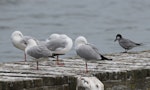 Whiskered tern. Adult in breeding plumage (right) with red-billed gulls. Lake Rotoiti, Rotorua, December 2017. Image © Les Feasey by Les Feasey.