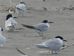 Common tern. Immature. Waikanae Estuary sandspit, January 2023. Image © Alan Tennyson by Alan Tennyson.