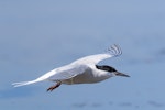 Common tern. Adult in breeding plumage. Foxton Beach, March 2018. Image © Imogen Warren by Imogen Warren.