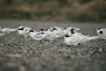 Common tern. Adult in non-breeding plumage with white-fronted terns, first accepted New Zealand record. Pukerua Bay, January 1984. Image © Alan Tennyson by Alan Tennyson.