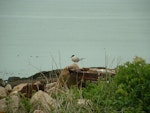 Common tern. Breeding adult. Petit Manan Island, Maine, January 2003. Image © Sarah Jamieson by Sarah Jamieson.