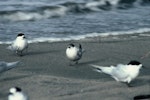 Common tern. Adult losing breeding plumage, with white-fronted terns. Waikanae River estuary, November 1985. Image © Alan Tennyson by Alan Tennyson.