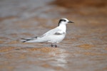 Common tern. Non-breeding adult in Hawai'i. Hawai`i - Island of Kaua`i, January 2008. Image © Jim Denny by Jim Denny.