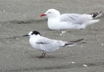 Common tern. Adult in non-breeding plumage, with red-billed gull. Manawatu River estuary, December 2012. Image © Alan Tennyson by Alan Tennyson.