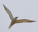 Common tern. Adult breeding (subspecies longipennis). Rudong, China, April 2010. Image © Phil Battley by Phil Battley.