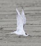 Common tern. On ground, stretching wings. Note primary moult. Manawatu River estuary, January 2014. Image © Phil Battley by Phil Battley.