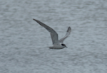 Common tern. Adult in flight. Manawatu River estuary, November 2014. Image © Alan Tennyson by Alan Tennyson.