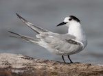 Common tern. Immature. Manawatu River estuary, March 2010. Image © Phil Battley by Phil Battley.