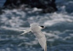 Common tern. Adult in non-breeding plumage in flight. Pukerua Bay, January 1994. Image © Alan Tennyson by Alan Tennyson.