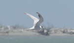 Common tern. Adult in non-breeding plumage. Manawatu River estuary, January 2020. Image © Alan Tennyson by Alan Tennyson.